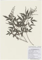 藏品(黃荊)的圖片